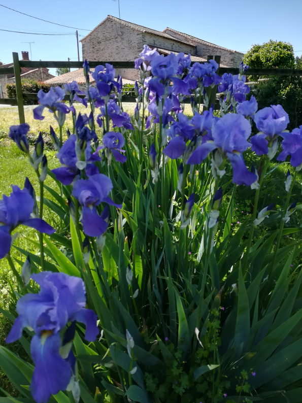 Iris